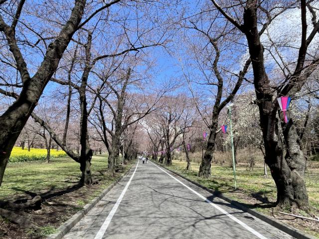 2025年４月４日現在　赤城南面千本桜の様子 