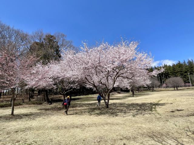 2025年４月４日現在　赤城南面千本桜の様子 