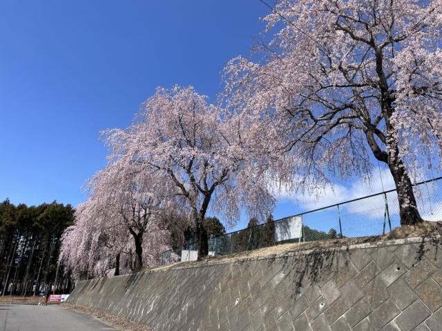 2025年４月４日現在　赤城南面千本桜の様子 