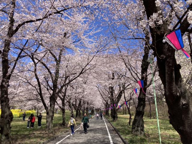 4/10(木)赤城南面千本桜が満開です！