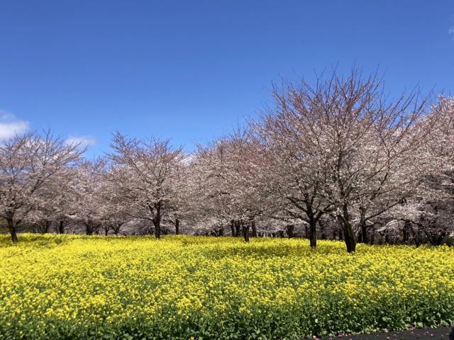 4/10(木)赤城南面千本桜が満開です！