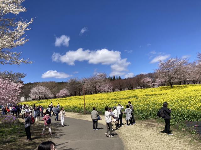 4/10(木)赤城南面千本桜が満開です！