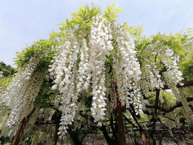 4/26(土)、27(日) 須賀の園「藤まつり」開催！