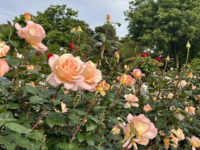 敷島公園門倉テクノばら園「ばら」が見頃を迎えております!