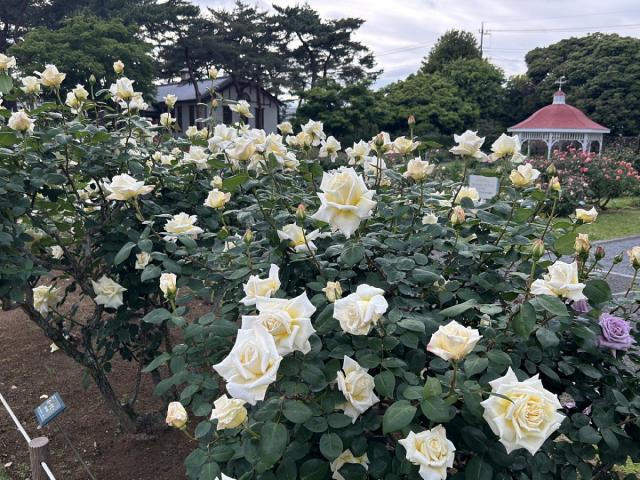 敷島公園門倉テクノばら園「ばら」が見頃を迎えております!