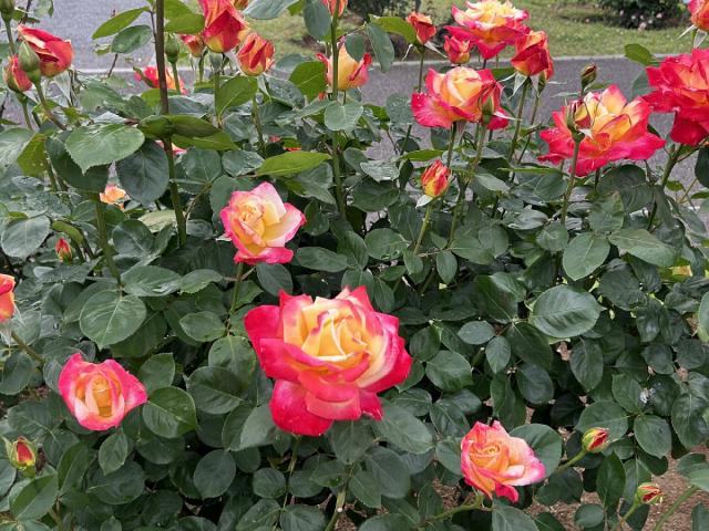 敷島公園門倉テクノばら園「ばら」が見頃を迎えております!