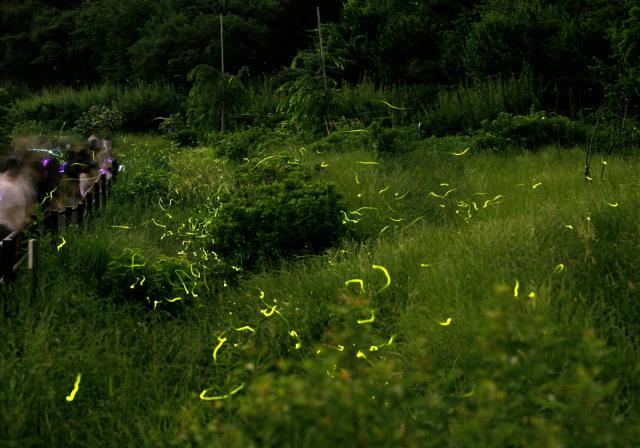 6/1(日)～30(月) 田口町ホタルの里で「ホタルの観賞」を実施！