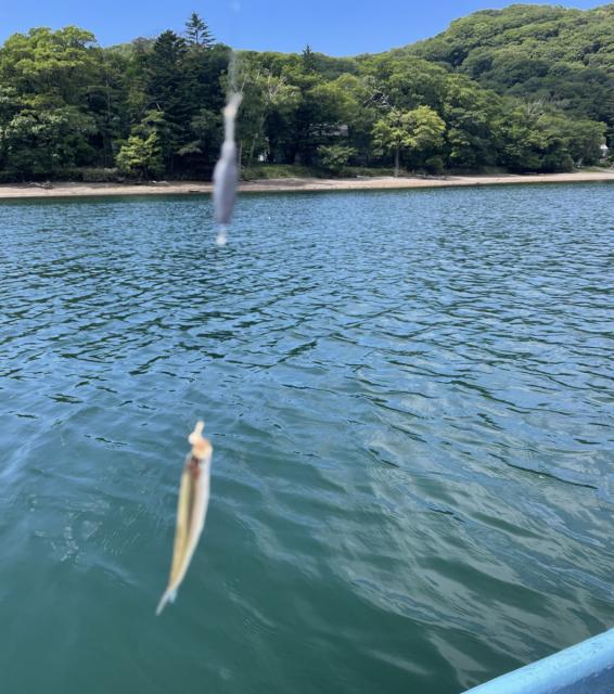 8/21(木)赤城大沼でワカサギの試し釣りが行われました！