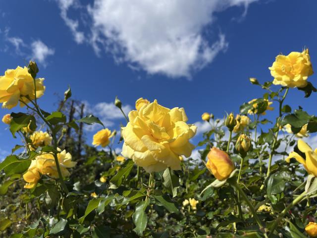 敷島公園門倉テクノばら園「ばら」が見頃を迎えております！