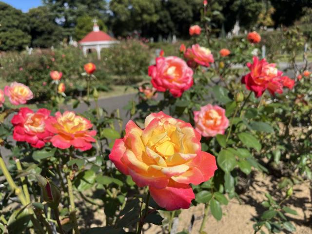敷島公園門倉テクノばら園「ばら」が見頃を迎えております!