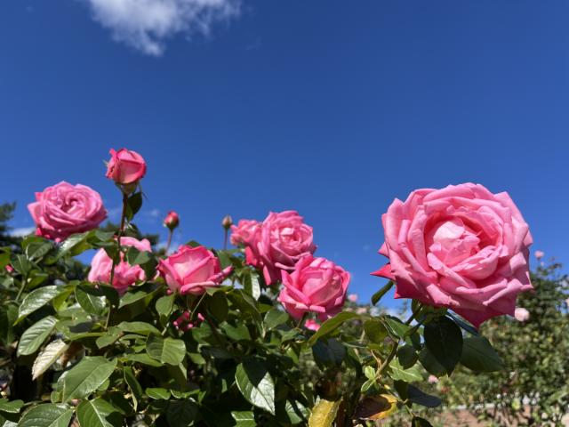 敷島公園門倉テクノばら園「ばら」が見頃を迎えております！