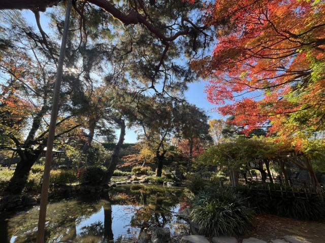 臨江閣の紅葉が見頃を迎えております！