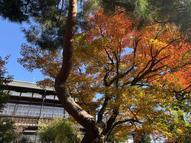 臨江閣の紅葉が見頃を迎えております！