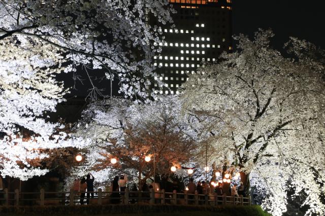 前橋市内の桜ライトアップ情報