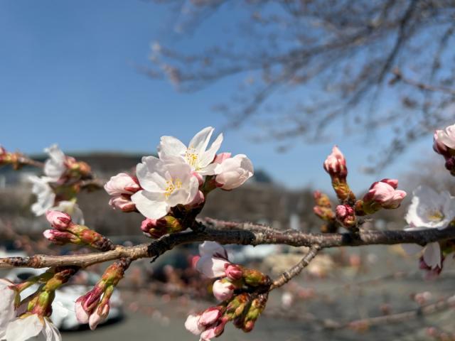 市内の花の開花状況