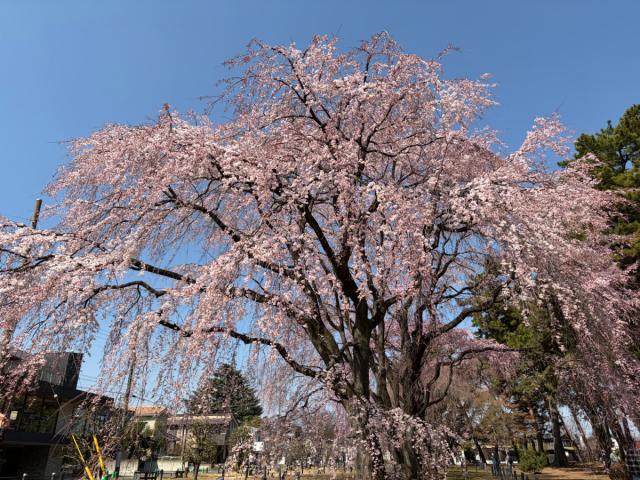 市内の花の開花状況