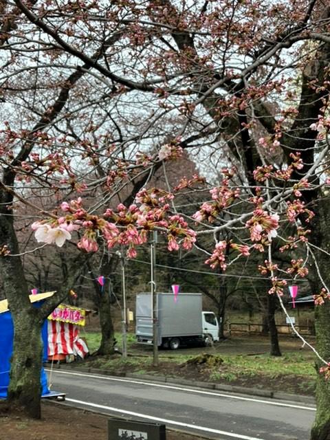赤城南面千本桜 3/30(月)開花しました【4/1(水)より駐車場運営開始します】