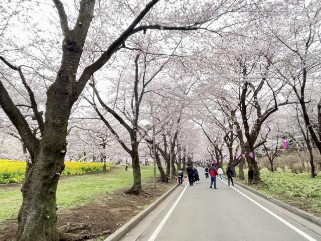 赤城南面千本桜 開花状況・まつり情報