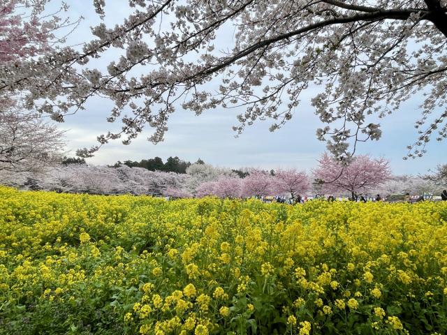 赤城南面千本桜 開花状況・まつり情報
