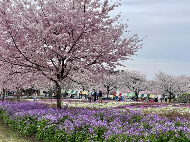 赤城南面千本桜 開花状況・まつり情報