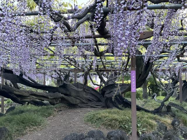 4/25(土)～26(日) 須賀の園「藤まつり」開催！