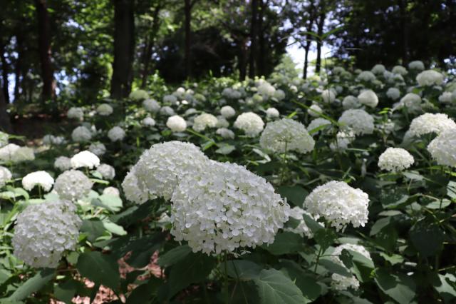 6/16(火) 荻窪公園のアジサイ開花状況について
