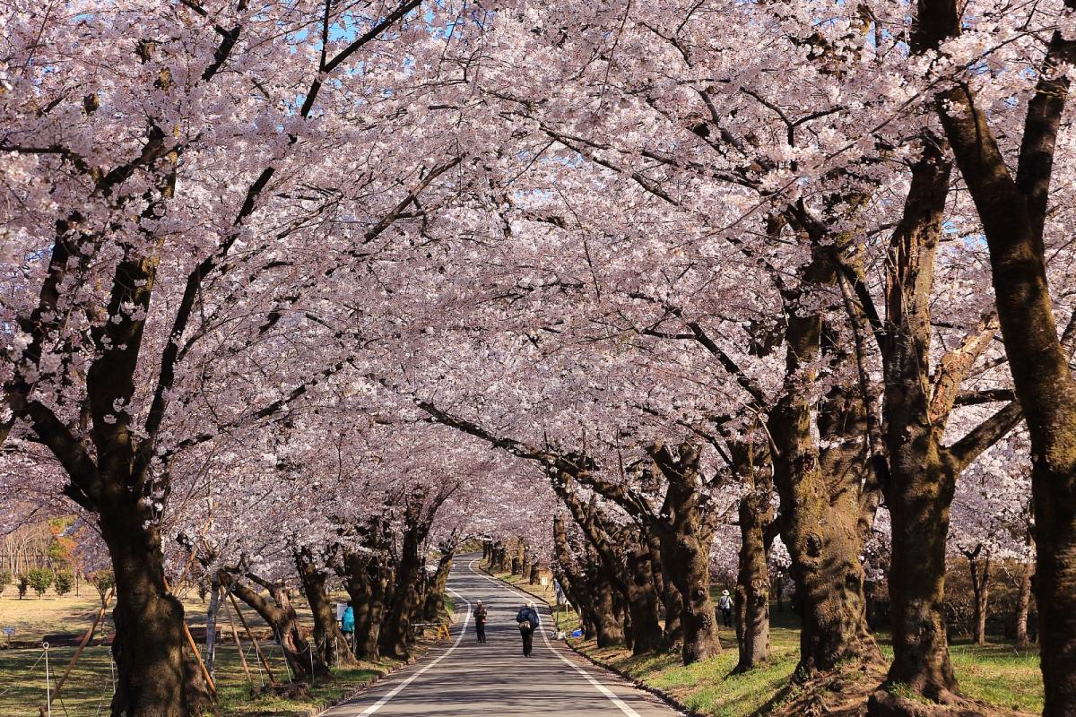 みやぎ千本桜の森公園 観光 体験 前橋の観光 旅行情報サイト 前橋まるごとガイド