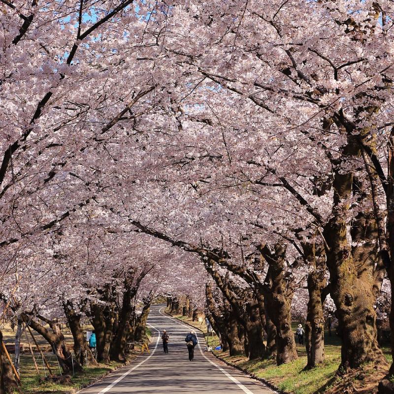 みやぎ千本桜の森