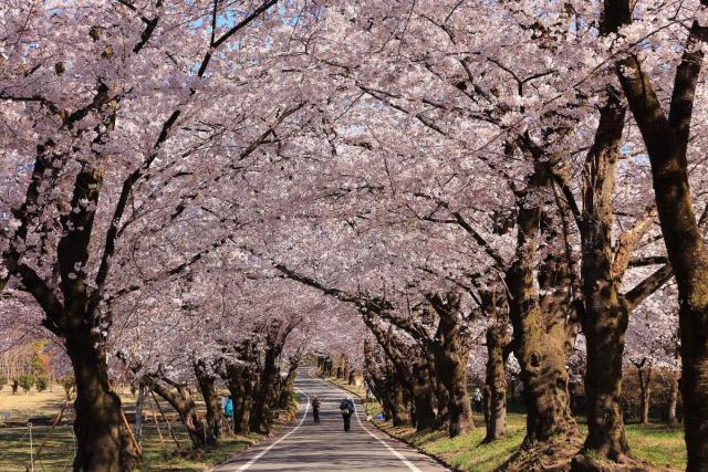 みやぎ千本桜の森