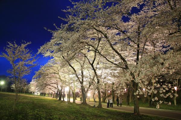 桜まつり期間はライトアップされます（2021年のまつりは中止になりました）