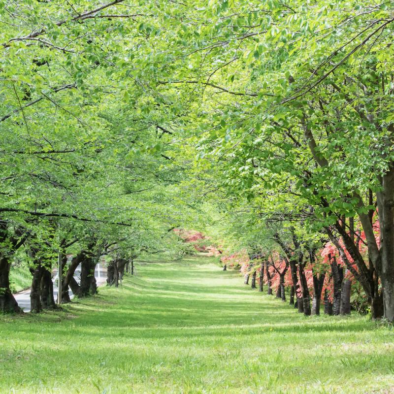 みやぎ千本桜の森