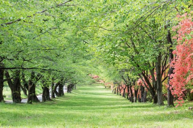 みやぎ千本桜の森