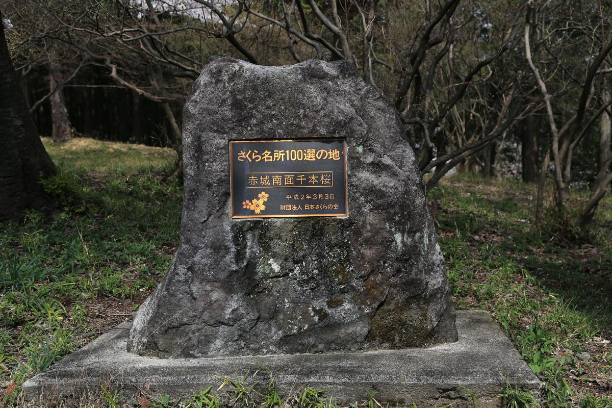 「さくら名所100選の地」に選定されています