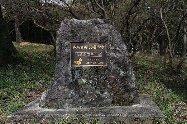 「さくら名所100選の地」に選定されています