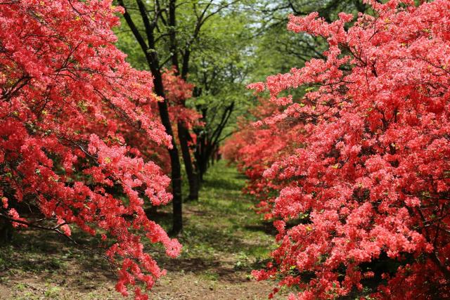 みやぎ千本桜の森