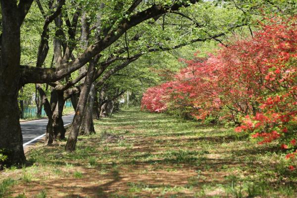 6月にはツツジが咲きます