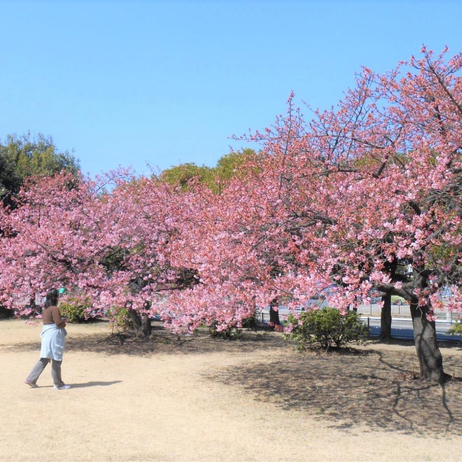 市之坪公園