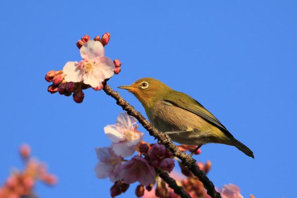 メジロ
