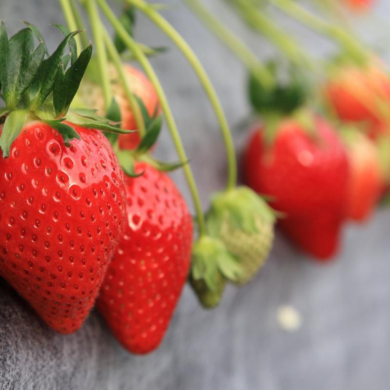 いちごの里まえばし