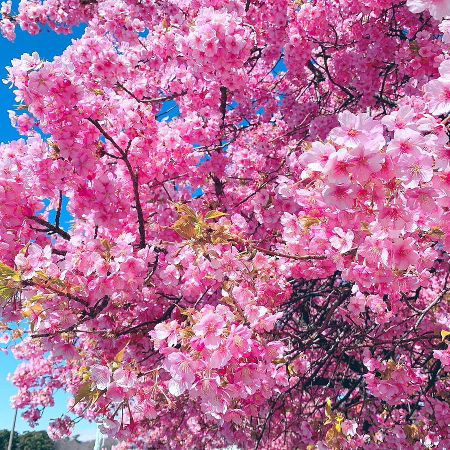 国体道路沿いの河津桜