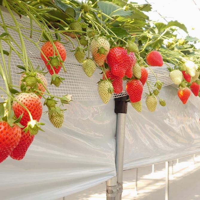 アキヒロイチゴ園
