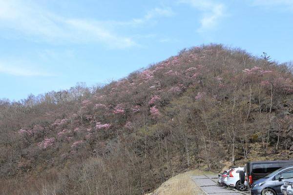 5月上旬には駐車場横の篭山（カゴヤマ）にアカヤシオが咲きます