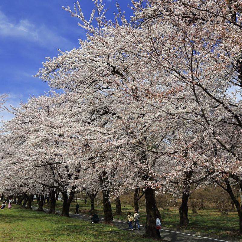 赤城南面千本桜まつり