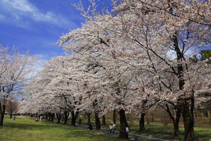 赤城南面千本桜まつり