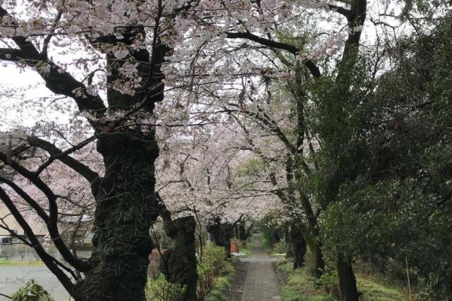 金剛寺