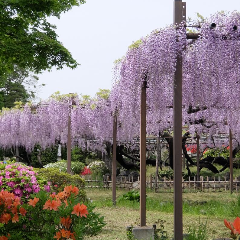 須賀の園　藤まつり