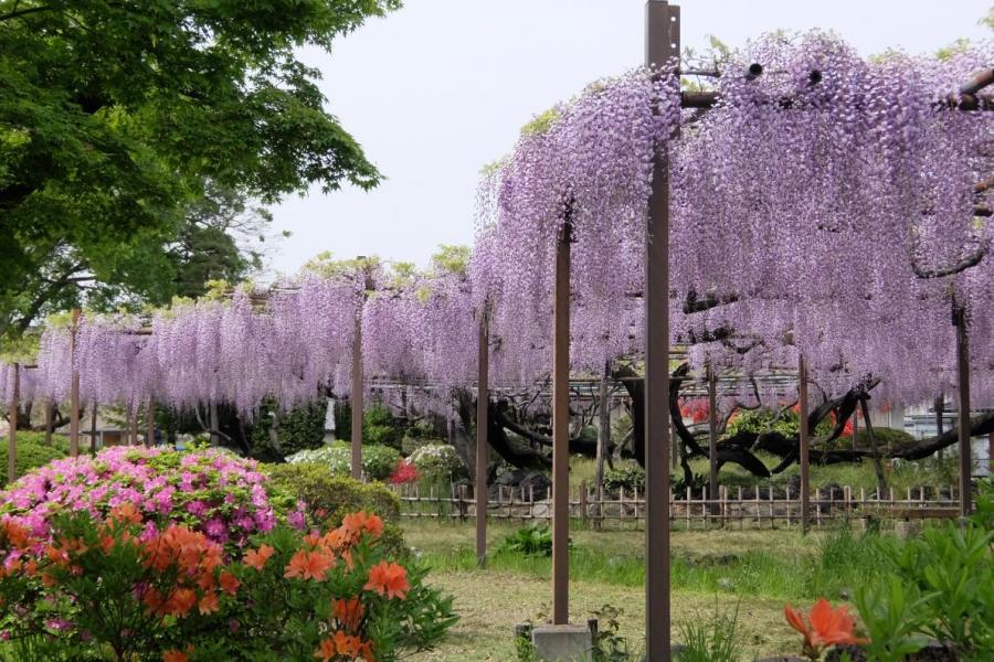 須賀の園　藤まつり