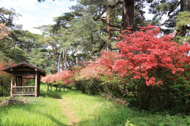 赤城神社（三夜沢町）参道松並木