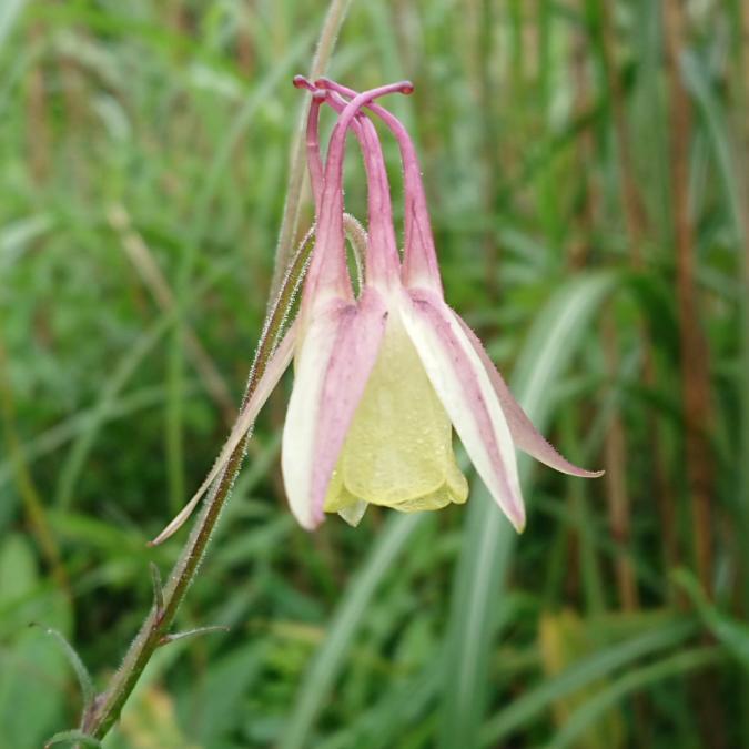 赤城山を彩る夏の花