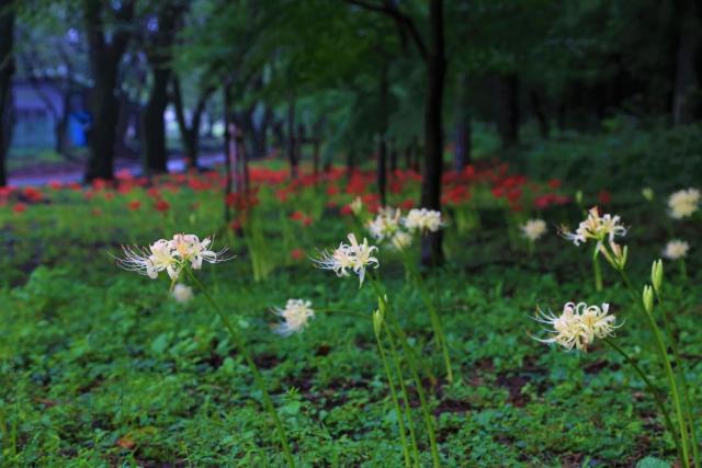 みやぎ千本桜の森